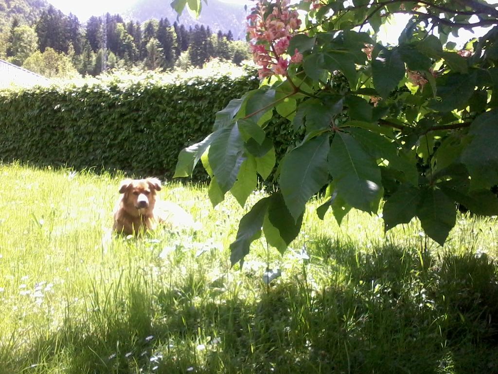 Ferienwohnung Am Pflanzgarten Ebensee Luaran gambar